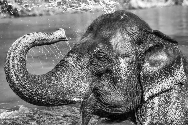 Sustainability - You Can Help Replenish the Forests!